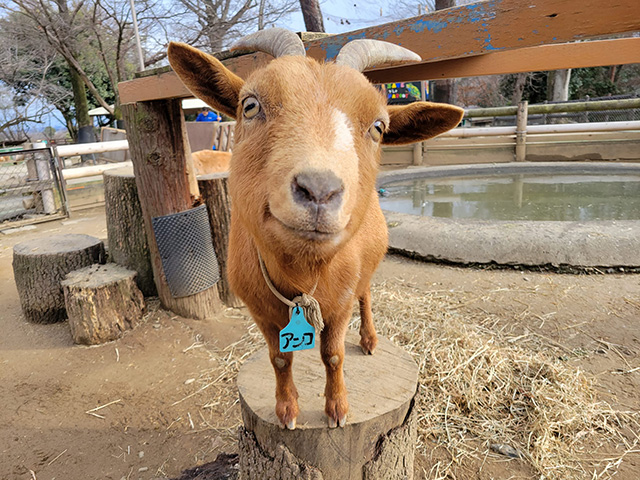 ヤギの「アンコ」/埼玉県こども動物自然公園（東松山市）