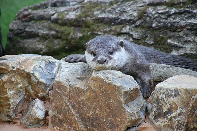 オスのコツメカワウソ「ビジュ」/埼玉県こども動物自然公園（東松山市）