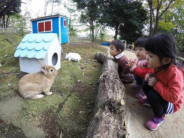 イエウサギ/埼玉県こども動物自然公園（東松山市）