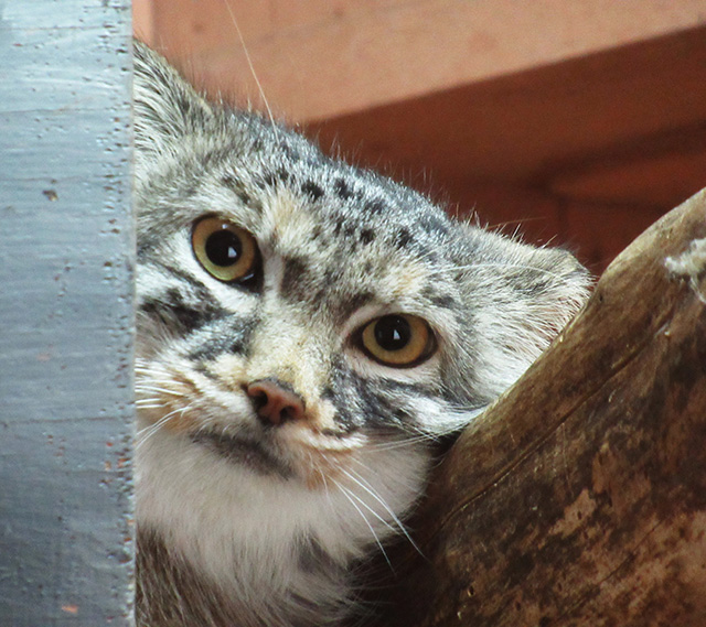 マヌルネコの「オリーヴァ」/埼玉県こども動物自然公園（東松山市）