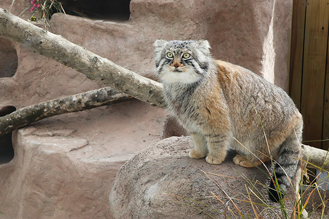 マヌルネコのオス「ロータス」/埼玉県こども動物自然公園（東松山市）