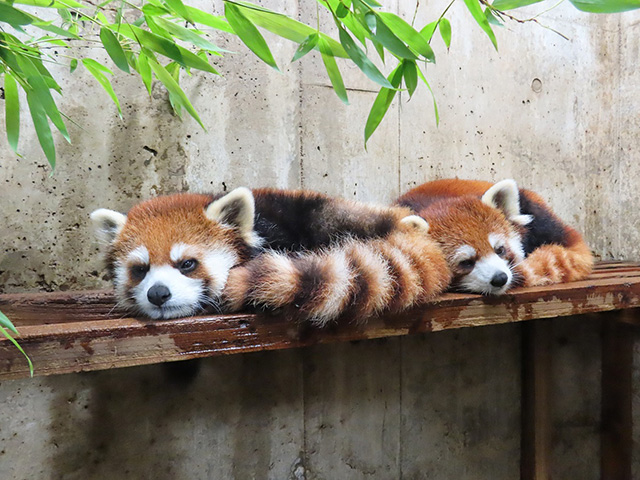 レッサーパンダの双子の兄弟「リュウ」と「セイ」/埼玉県こども動物自然公園（東松山市）
