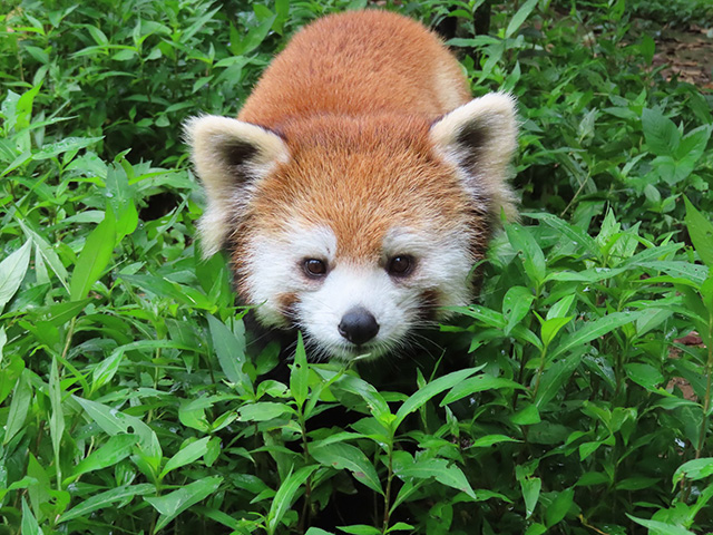 レッサーパンダのメス「リン」/埼玉県こども動物自然公園（東松山市）