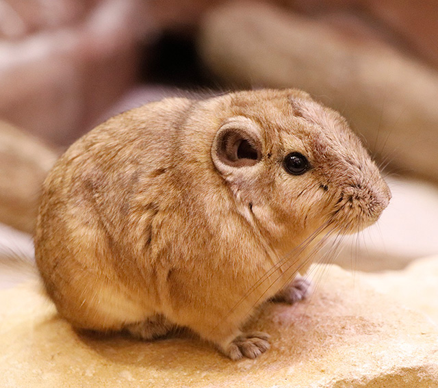 ビスカチャ/埼玉県こども動物自然公園（東松山市）