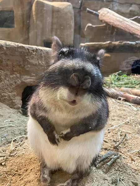 グンディ/埼玉県こども動物自然公園（東松山市）
