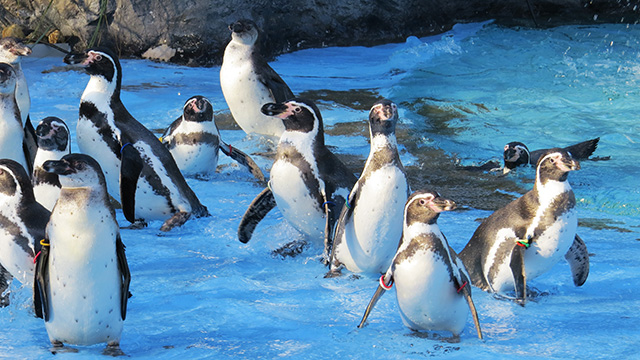 フンボルトペンギン/埼玉県こども動物自然公園（東松山市）