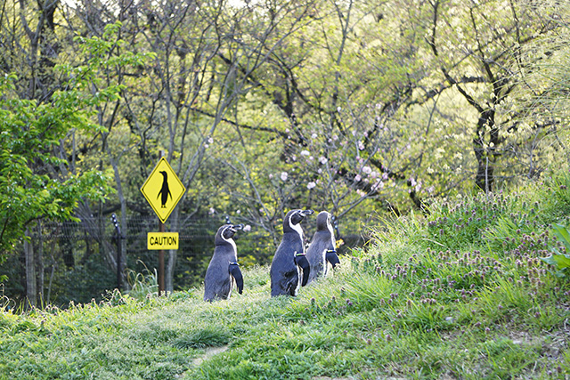 緑の丘を歩くフンボルトペンギン/埼玉県こども動物自然公園（東松山市）