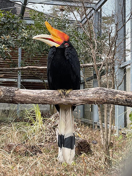 サイチョウ/埼玉県こども動物自然公園（東松山市）