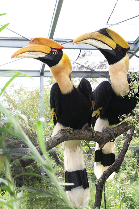 オオサイチョウ/埼玉県こども動物自然公園（東松山市）