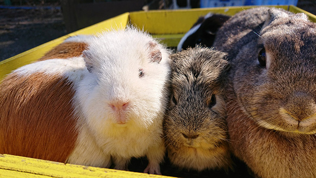 テンジクネズミ（モルモット）/埼玉県こども動物自然公園（東松山市）