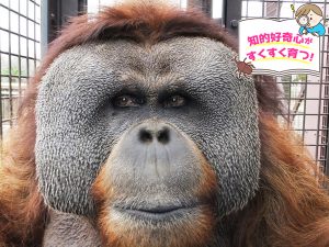 市川市動植物園（千葉県）はオランウータンなど興味を引く動物ラインナップ