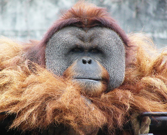 スマトラオランウータン「イーバン」/市川市動植物園（千葉県）