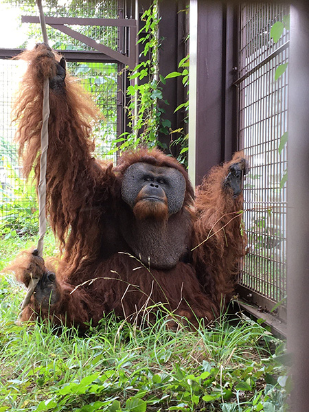 スマトラオランウータン「イーバン」/市川市動植物園（千葉県）