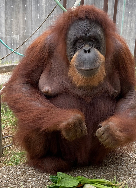 スマトラオランウータン　メスの「スーミー」/市川市動植物園（千葉県）