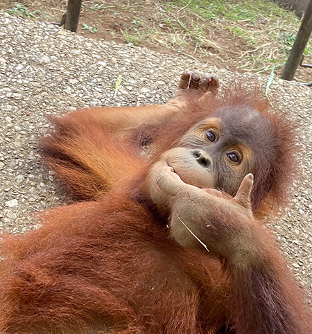 スマトラオランウータン　メス「ポポ」/市川市動植物園（千葉県）
