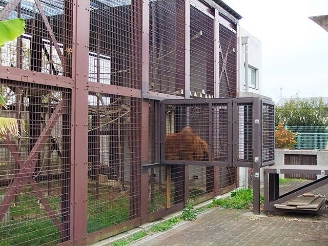 一部突出したオランウータン舎/市川市動植物園（千葉県）