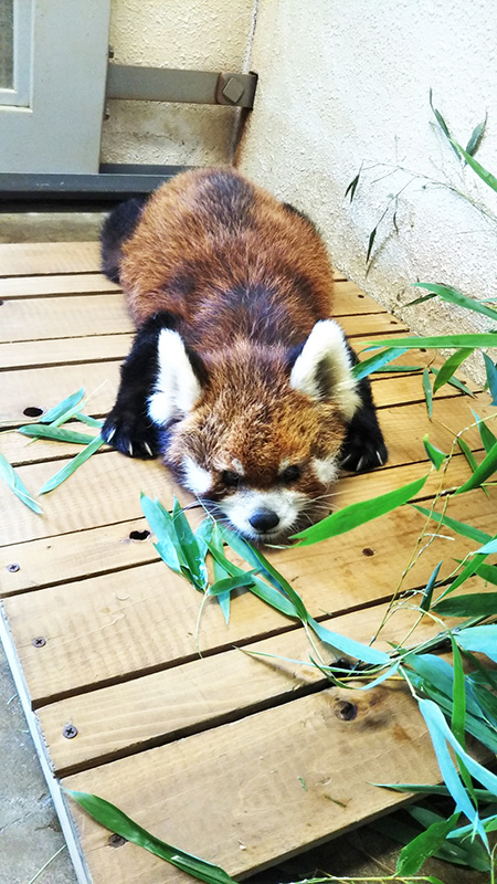 レッサーパンダの「ナミ」/市川市動植物園（千葉県）