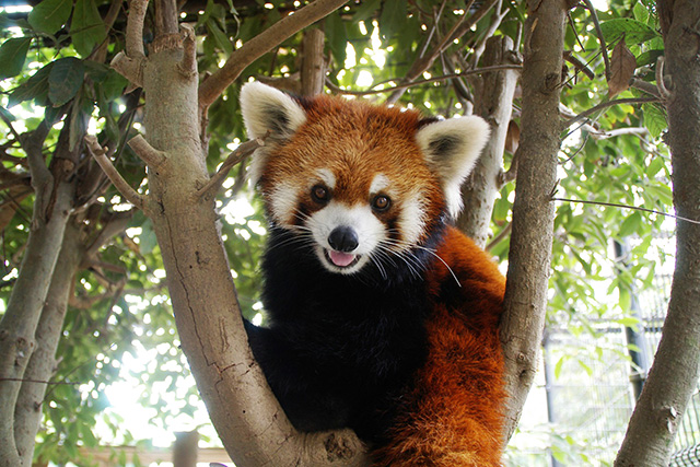 レッサーパンダの「ムギ」/市川市動植物園（千葉県）