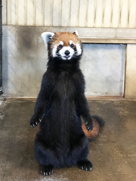 レッサーパンダのメス「ココア」/市川市動植物園（千葉県）
