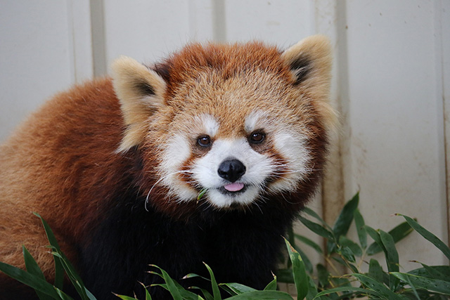 レッサーパンダの「テル」/市川市動植物園（千葉県）