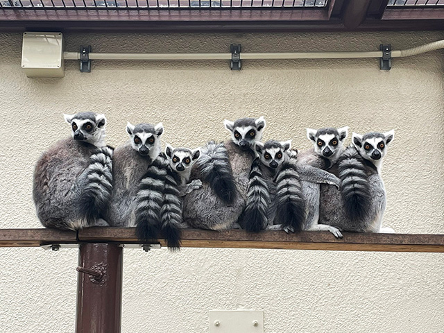 ワオキツネザル/市川市動植物園（千葉県）