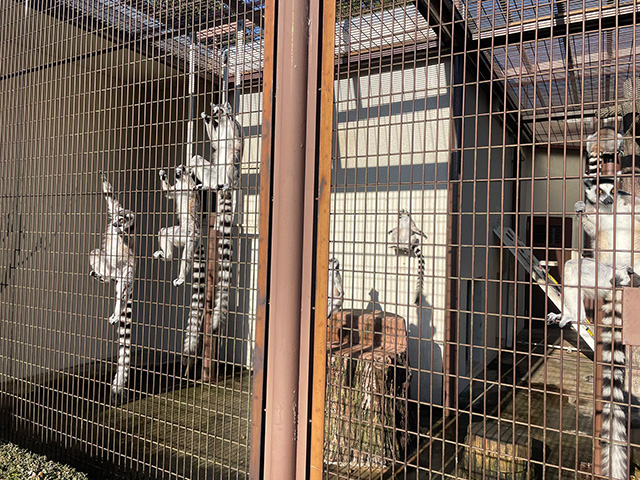 ワオキツネザル/市川市動植物園（千葉県）