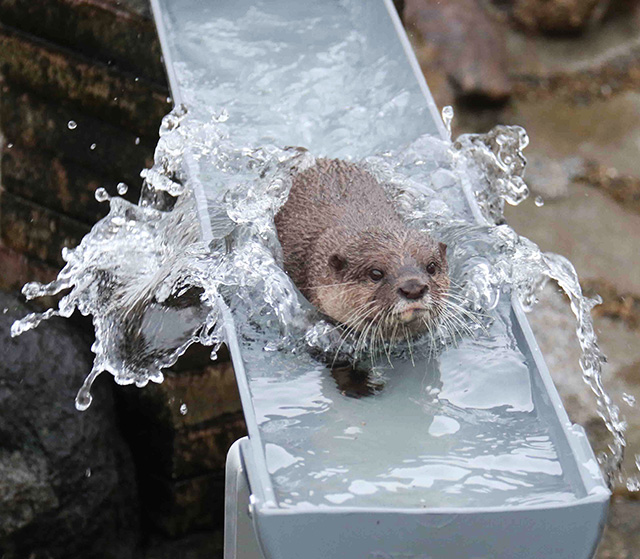 コツメカワウソ/市川市動植物園（千葉県）