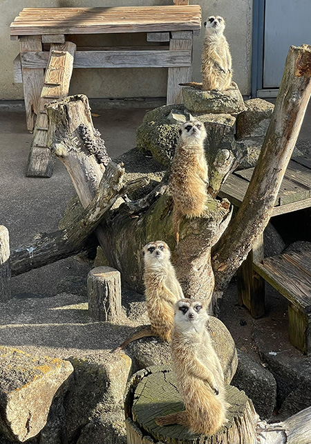 ミーアキャット/市川市動植物園（千葉県）