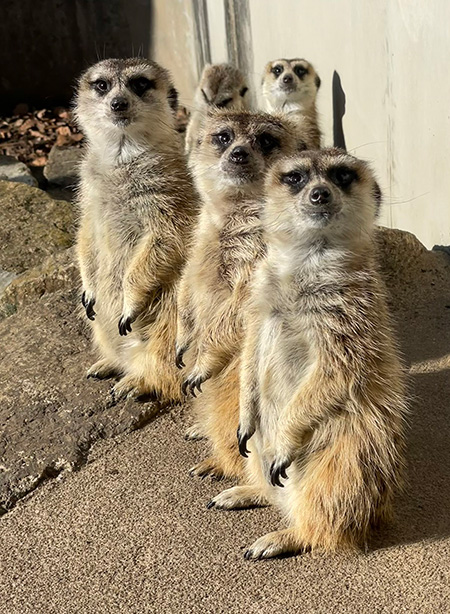 ミーアキャット/市川市動植物園（千葉県）