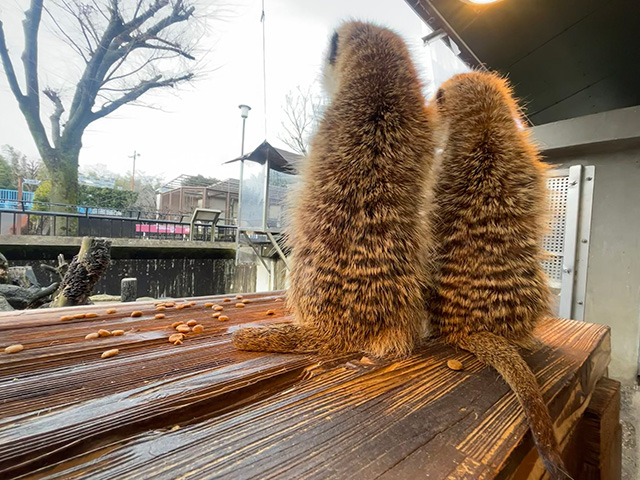 ミーアキャットの後ろ姿/市川市動植物園（千葉県）