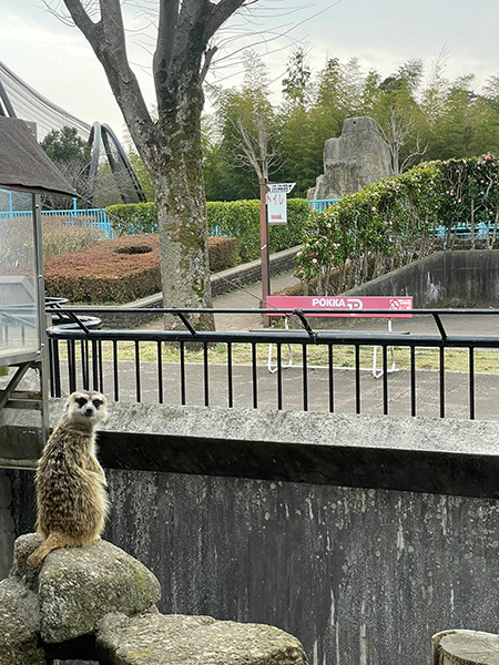 ミーアキャット/市川市動植物園（千葉県）