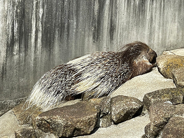 アフリカタテガミヤマアラシ/市川市動植物園（千葉県）