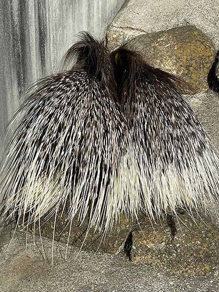 アフリカタテガミヤマアラシ2頭の後ろ姿/市川市動植物園（千葉県）