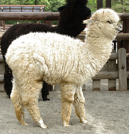 アルパカのメス「マシュ」/市川市動植物園（千葉県）