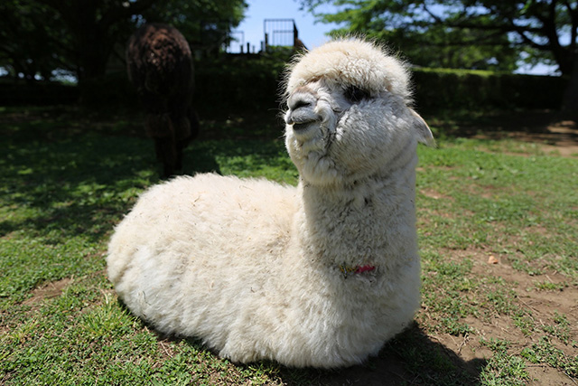 アルパカのメス「マシュ」/市川市動植物園（千葉県）