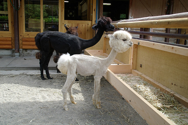 毛刈りをしたアルパカ/市川市動植物園（千葉県）