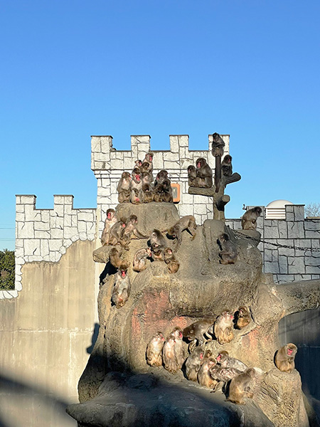 「サル山」/市川市動植物園（千葉県）