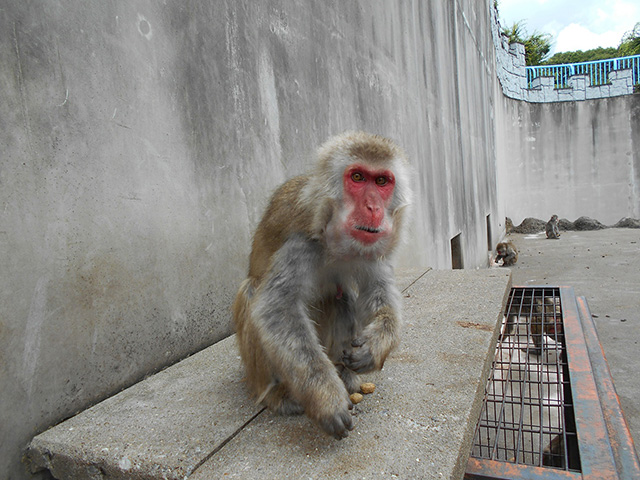 ニホンザル　メス「オトメ」/市川市動植物園（千葉県）