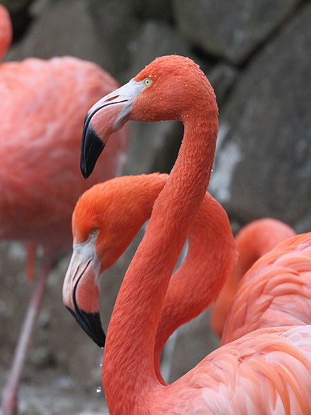 フラミンゴ/市川市動植物園（千葉県）