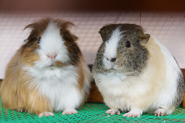 モルモット/市川市動植物園（千葉県）