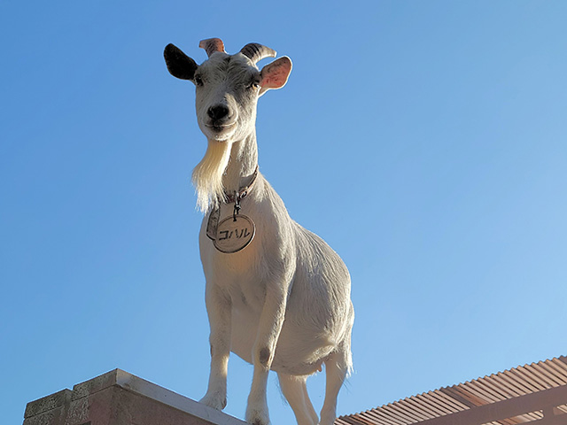 ヤギの「コハル」/市川市動植物園（千葉県）