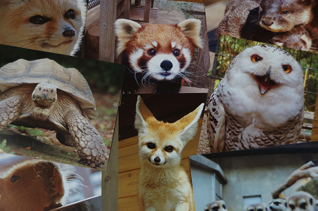 オリジナルポストカード/市川市動植物園（千葉県）