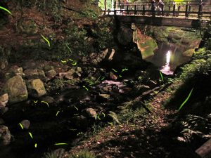 大阪府のホタル観賞スポット!ゲンジボタル舞う明治の森箕面国定公園など