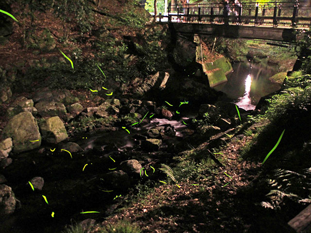 明治の森箕面国定公園（大阪府／箕面市）