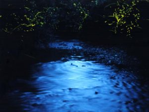 福岡県のホタル観賞スポット・ホタル祭り!北九州・八女のゲンジボタルなど
