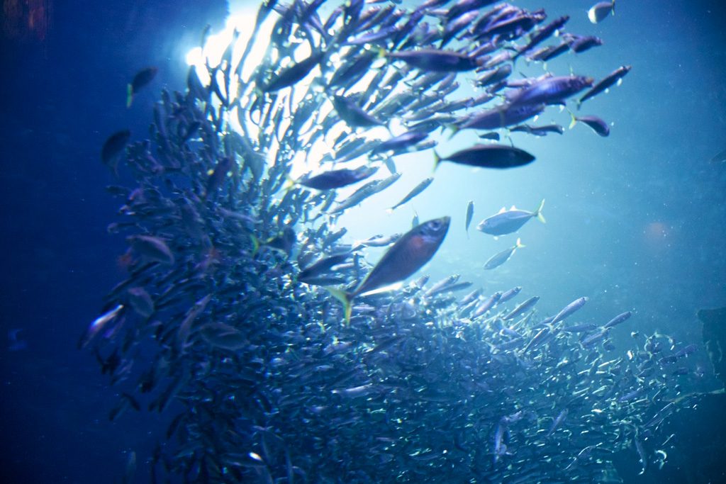 「京の海」大水槽/夜のすいぞくかん/京都水族館(京都府/京都市)