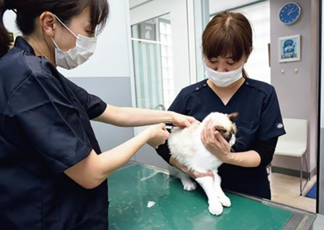 麻酔注射をする様子/獣医のお仕事