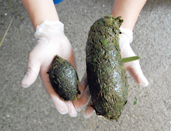 パンダのふん/アドベンチャーワールド(和歌山県/白浜町)