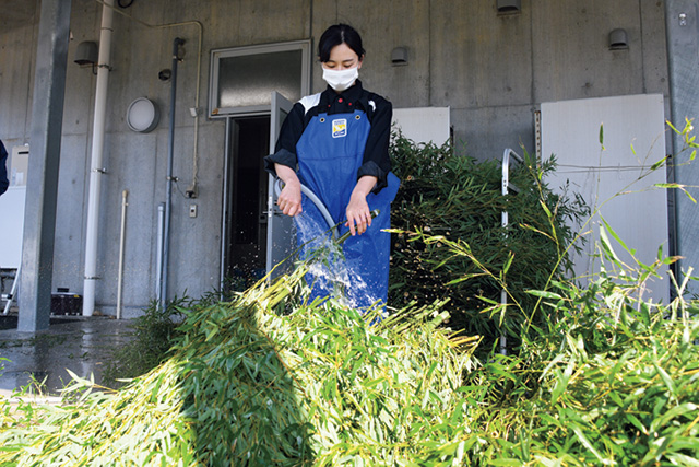 竹を水洗いする様子/アドベンチャーワールド(和歌山県/白浜町)