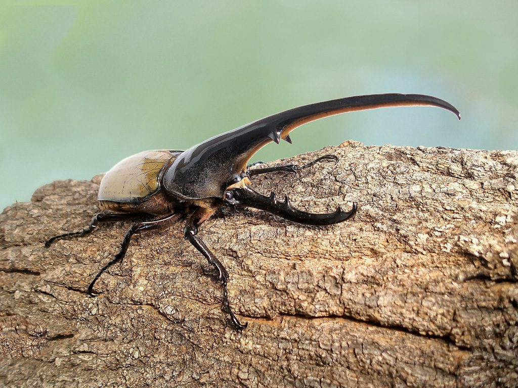 ヘラクレスオオカブト/『ファーブルに学ぶ！体感する昆虫展TOKYO』東京ドームシティ Gallery AaMo（ 東京都/文京区）